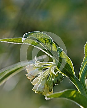 Comfrey, Symphytum officinale var.bohemicum, a wild plant