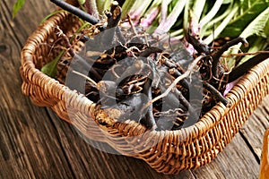 Comfrey or Symphytum root in a basket