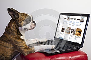 Comic picture, funny Boston Terrier shopping online and buying dog bed