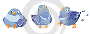 Comic pigeon characters set