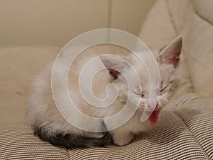 Comic portrait of a white kitten sticking out its tongue