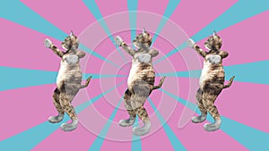 Comic pussycats waving paws and tail in an energetic dancing clip summer mood