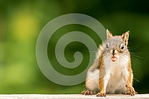 Comical American Red Squirrel appears to stick out tongue while eating a peanut