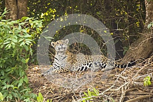 Comical Cross-Eyed Wild Jaguar Looking Up