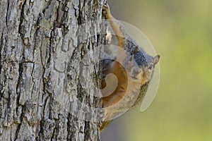 Comical, curious Squirrel looking forward, blurred green background landscape orientation