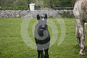 Comical expression on face of black foal with white mare