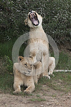 Comical lions at Shamwari game reserve in South Africa