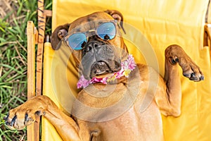 A comical moment of a funny looking dog wearing sunglasses lying on a sun lounger on the beach