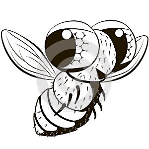 Comical monochrome fly.