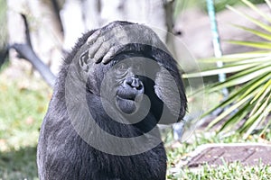 Comical silverback gorilla