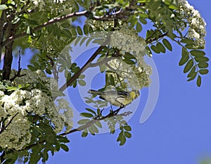 Comical Townsends Warbler Bird In Flowering Tree