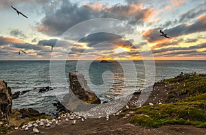 Coming home. Sunset over Gannet colony at Muriwai Beach, New Zealand