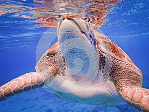 Coming up for air - Swimming with turtles Curacao views