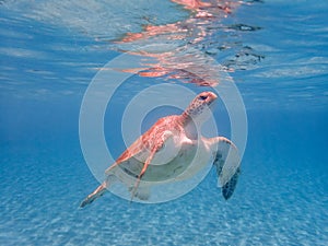 Coming up for air - Turtles swimming Curacao Views