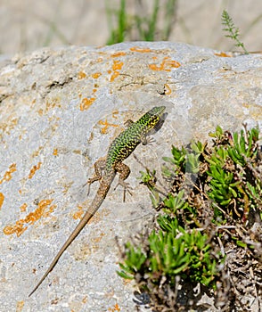 Cominotto Maltese wall lizard