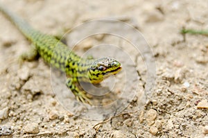 Cominotto Maltese wall lizard