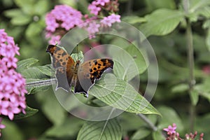Comma Anglewing Butterfly