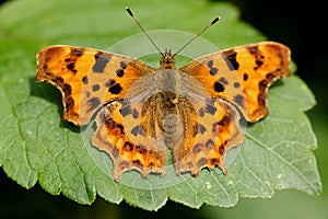 Comma buttefly in July, 2023.