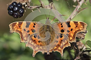 A comma butterfly