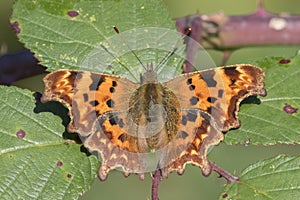 A comma butterfly