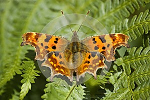 Comma Butterfly