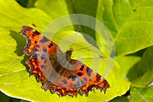 Comma Butterfly 16 photo