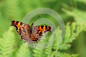 Comma butterfly