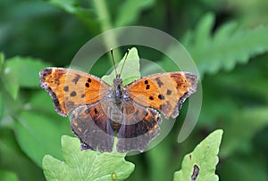 Comma Butterfly