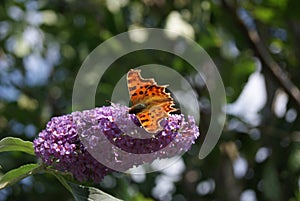 Comma Butterfly