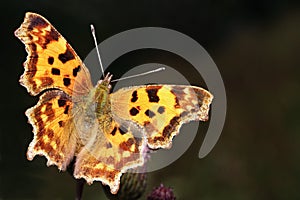 Comma butterfly