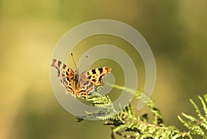 Comma butterfly