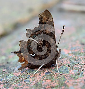 Comma butterfly