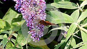 Comma butterfly drinking nectar in pink Buddleja flower