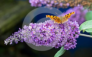 Comma butterfly feeding on purple Buddleia flower.