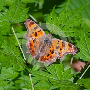 Comma Butterfly Macro
