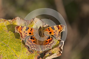 Comma butterfly