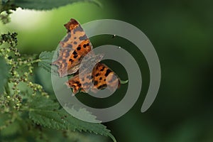 Comma butterfly on a nettle leaf.