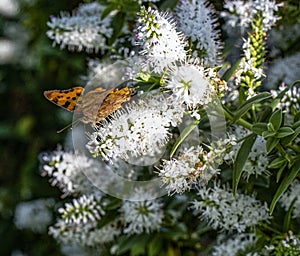 A comma butterfly perched on a white hebe flower photo