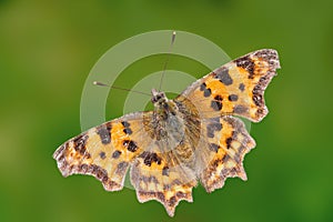 Comma butterfly (Polygonia C-album)