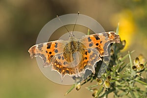 Comma butterfly, Polygonia c-album