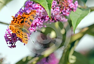 Comma butterfly (Polygonia c-album )
