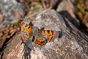 Comma Butterfly - Polygonia c-album, beautiful brushfoot butterfly