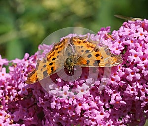 Comma butterfly Polygonia c-album on Buddleia