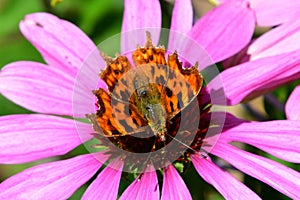 Comma Butterfly  - Polygonia c-album