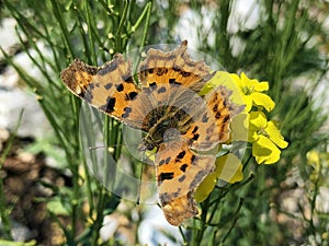 The Comma butterfly Polygonia c-album, der C-Falter Schmetterling, Leptir kontinentalna riÄ‘a - Ucka nature park, Croatia