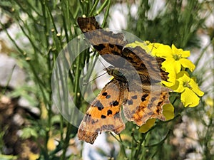 The Comma butterfly Polygonia c-album, der C-Falter Schmetterling, Leptir kontinentalna riÄ‘a - Ucka nature park, Croatia