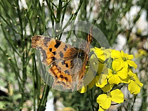 The Comma butterfly Polygonia c-album, der C-Falter Schmetterling, Leptir kontinentalna riÄ‘a - Ucka nature park, Croatia