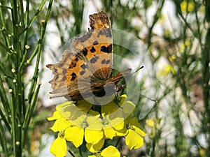 The Comma butterfly Polygonia c-album, der C-Falter Schmetterling, Leptir kontinentalna riÄ‘a - Ucka nature park, Croatia