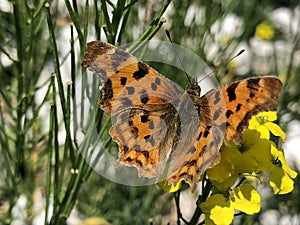 The Comma butterfly Polygonia c-album, der C-Falter Schmetterling, Leptir kontinentalna riÄ‘a - Ucka nature park, Croatia