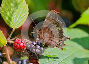 Comma Butterfly - Polygonia c-album, feeding on blackberries.